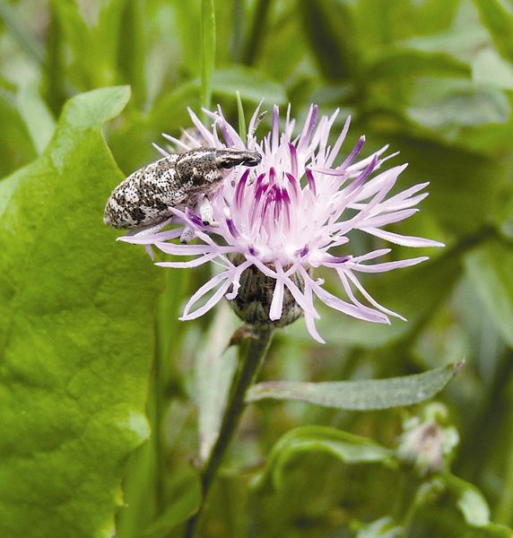 Spotted Knapweed. Photo by Montana Fish Wildlife & Parks.