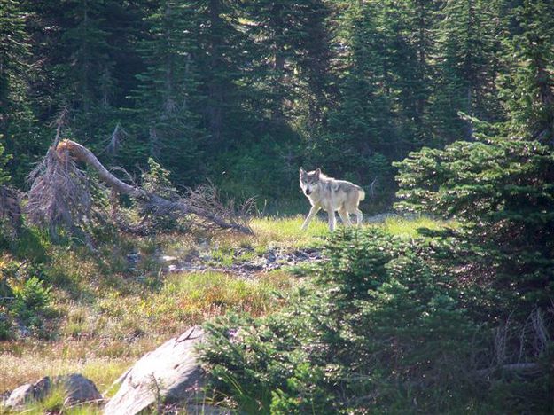 Wolf. Photo by Kootenai Valley Record.