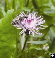 Spotted Knapweed. Photo by Montana Fish Wildlife & Parks.