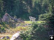 Wolf. Photo by Kootenai Valley Record.