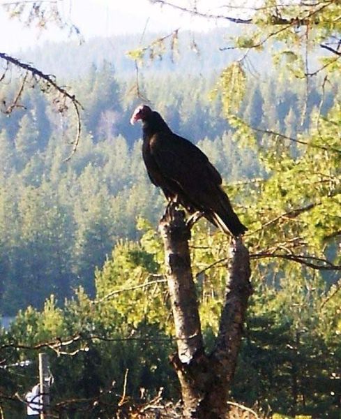 Turkey Vulture. Photo by Carol Cady, Mountain Meadows Gifts.