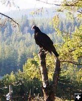 Turkey Vulture. Photo by Carol Cady, Mountain Meadows Gifts.