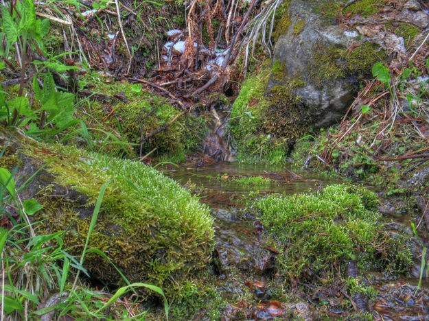 Small stream. Photo by Bob Hosea.