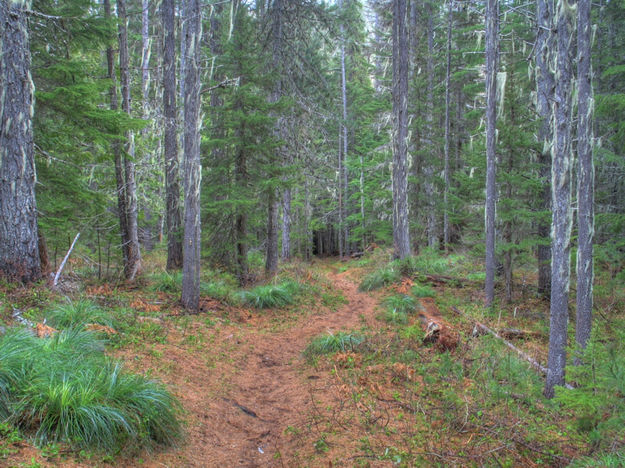 Geiger Lake trail. Photo by Bob Hosea.