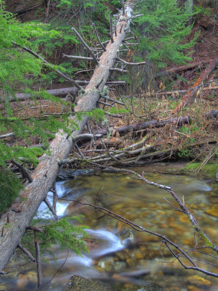 Lake Creek along trail. Photo by Bob Hosea.