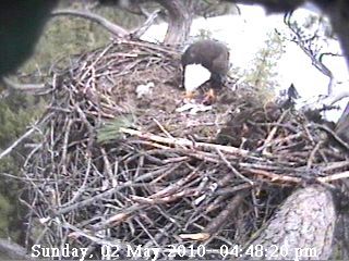 Baby in the nest. Photo by Libby Dam Bald Eagle Cam.