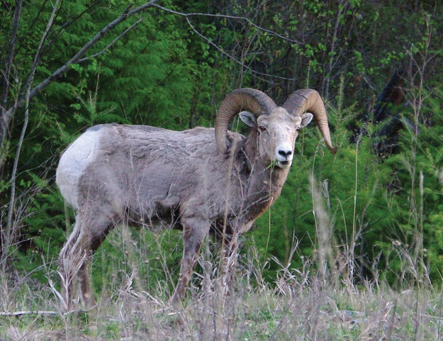 Kootenai Bighorn  . Photo by LibbyMT.com.