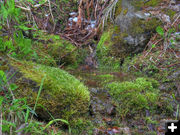 Small stream. Photo by Bob Hosea.