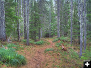 Geiger Lake trail. Photo by Bob Hosea.