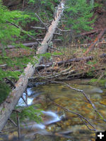 Lake Creek along trail. Photo by Bob Hosea.