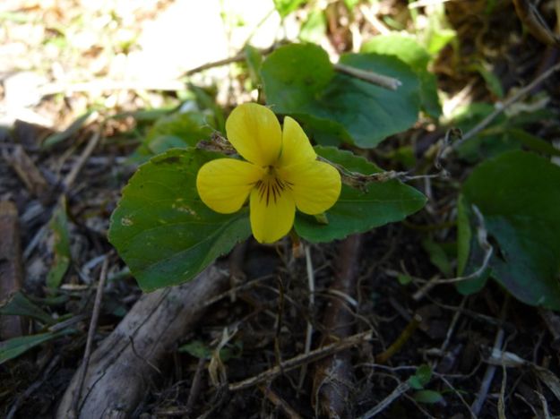 Yellow Violet. Photo by Bob Hosea.