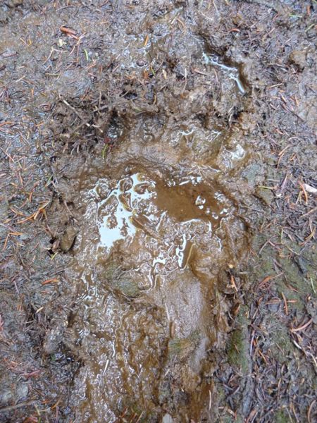 Black Bear Track. Photo by Bob Hosea.