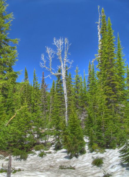 Trees. Photo by Bob Hosea.