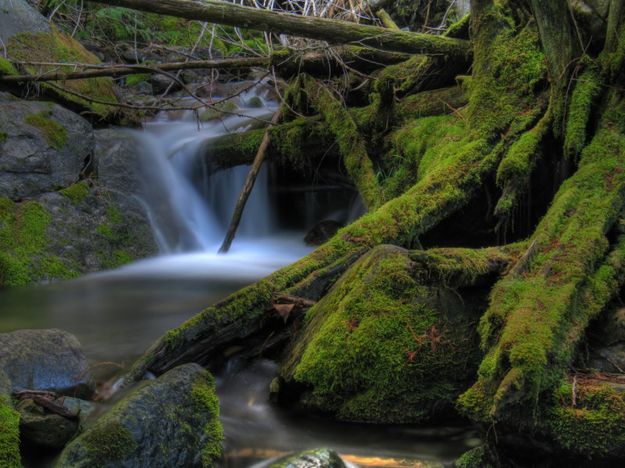 Cedar Creek. Photo by Bob Hosea.