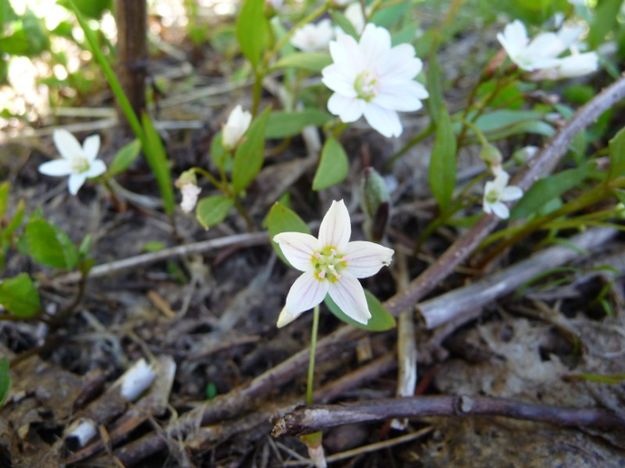 Dwarf Hesperochiron. Photo by Bob Hosea.