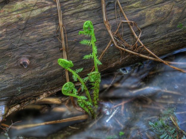 Fiddlehead Ferns. Photo by Bob Hosea.