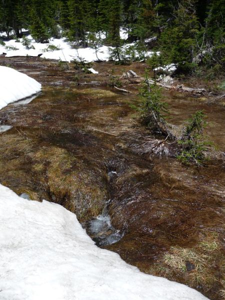 Melting snow. Photo by Bob Hosea.