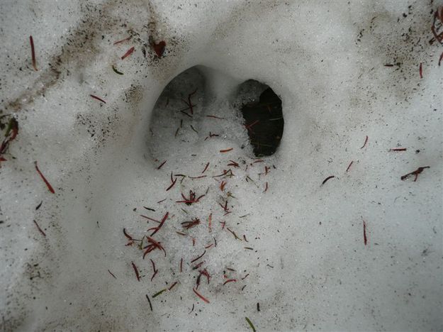 Moose Track. Photo by Bob Hosea.