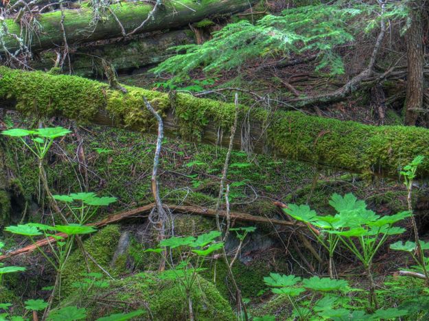 Moss and Devils Club. Photo by Bob Hosea.