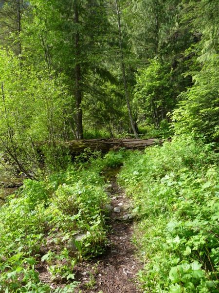 Wet spots and logs. Photo by Bob Hosea.