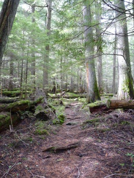 Trail in the trees. Photo by Bob Hosea.