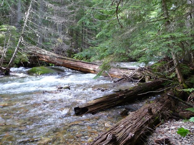 2nd log bridge. Photo by Bob Hosea.