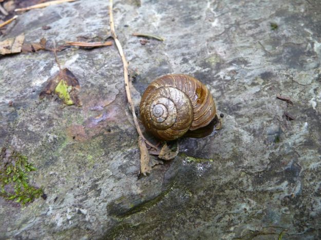 Snail. Photo by Bob Hosea.