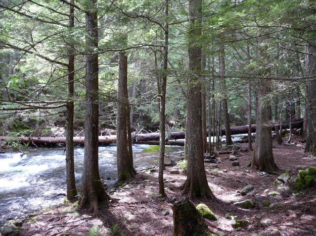 Third log bridge. Photo by Bob Hosea.