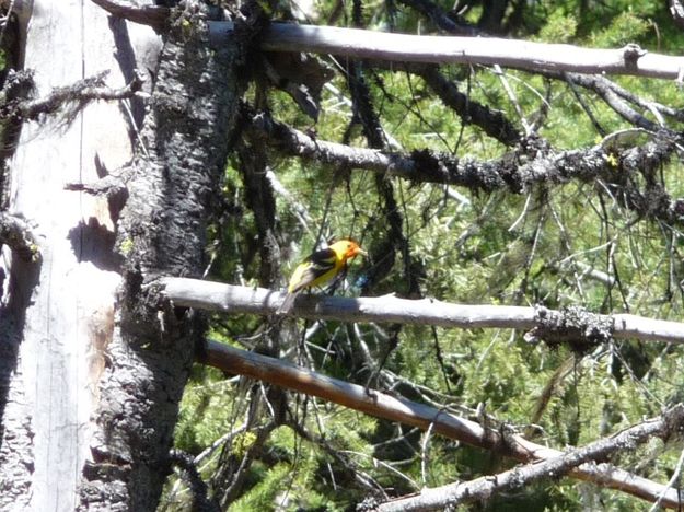 Western Tanager. Photo by Bob Hosea.