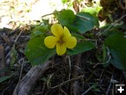 Yellow Violet. Photo by Bob Hosea.