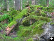 Mossy Rocks Along Granite Creek. Photo by Bob Hosea.