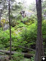 Trail scenery. Photo by Bob Hosea.