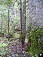 Mossy trees. Photo by Bob Hosea.