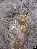 Black Bear Track. Photo by Bob Hosea.