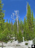 Trees. Photo by Bob Hosea.