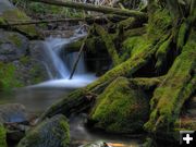 Cedar Creek. Photo by Bob Hosea.