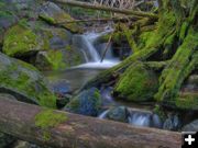 Cedar Creek. Photo by Bob Hosea.