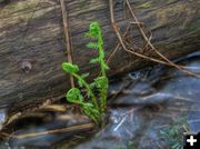 Fiddlehead Ferns. Photo by Bob Hosea.