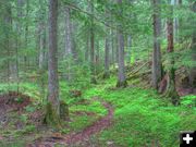 Trail near the falls. Photo by Bob Hosea.