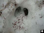 Moose Track. Photo by Bob Hosea.