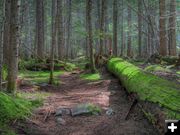 Mossy Forest. Photo by Bob Hosea.