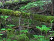 Moss and Devils Club. Photo by Bob Hosea.