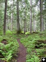 Through the forest. Photo by Bob Hosea.