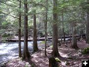 Third log bridge. Photo by Bob Hosea.