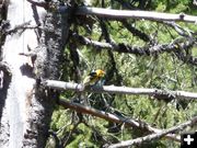 Western Tanager. Photo by Bob Hosea.