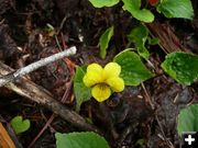 Yellow Violet. Photo by Bob Hosea.