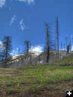 Old Burn area. Photo by Bob Hosea.