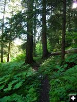 On the trail. Photo by Bob Hosea.