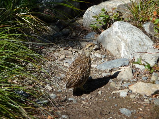 Spruce Grouse chick. Photo by Bob Hosea.
