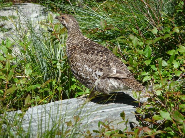 Female Spruce Grouse. Photo by Bob Hosea.